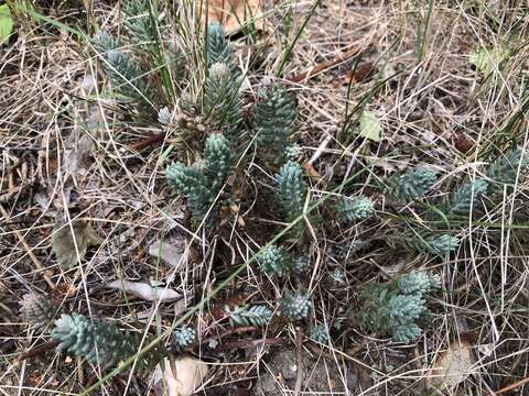 Image of Petrosedum Grulich