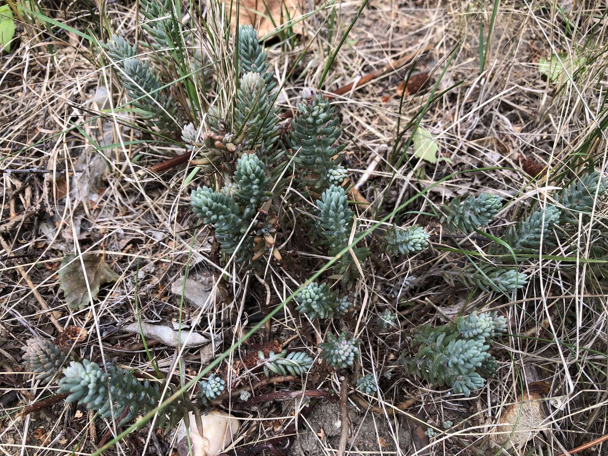 Слика од Petrosedum Grulich