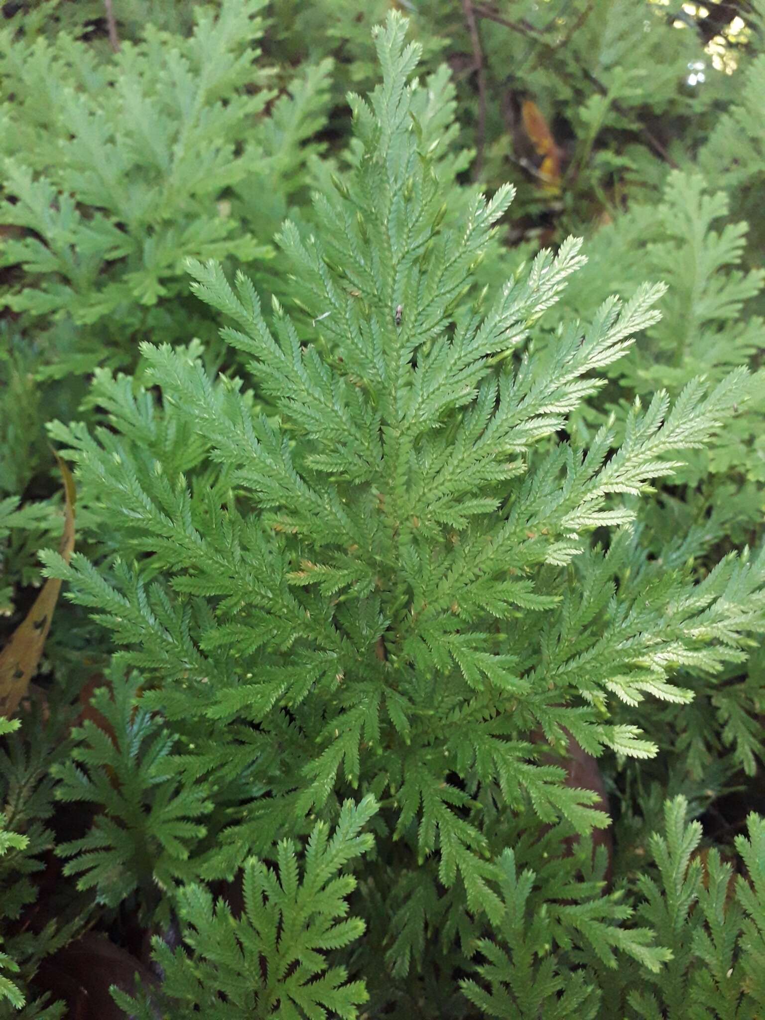 Image of Selaginella conduplicata Spring