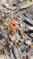 Image of Drosera callistos N. Marchant & Lowrie