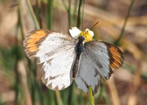 Image of Colotis euippe (Linnaeus 1758)