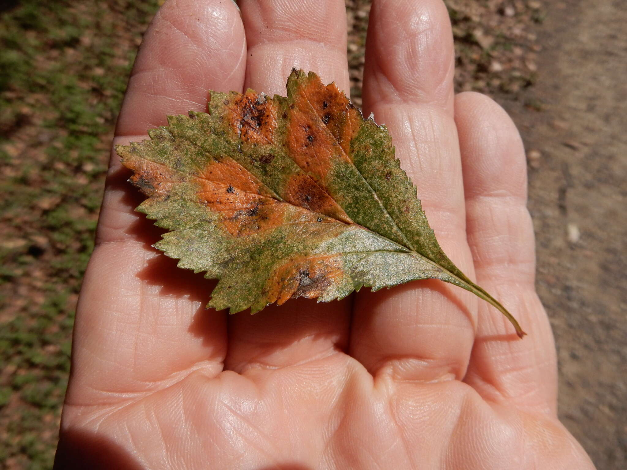 Image of Crataegus viridis var. glabriuscula (Sarg.) J. B. Phipps