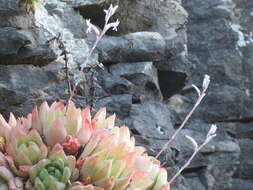 Image of Haworthia cymbiformis var. cymbiformis