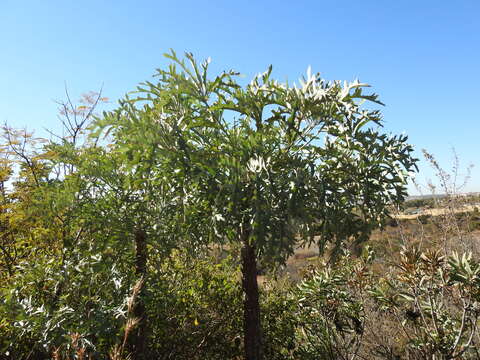 Image of Highveld Cabbage Tree