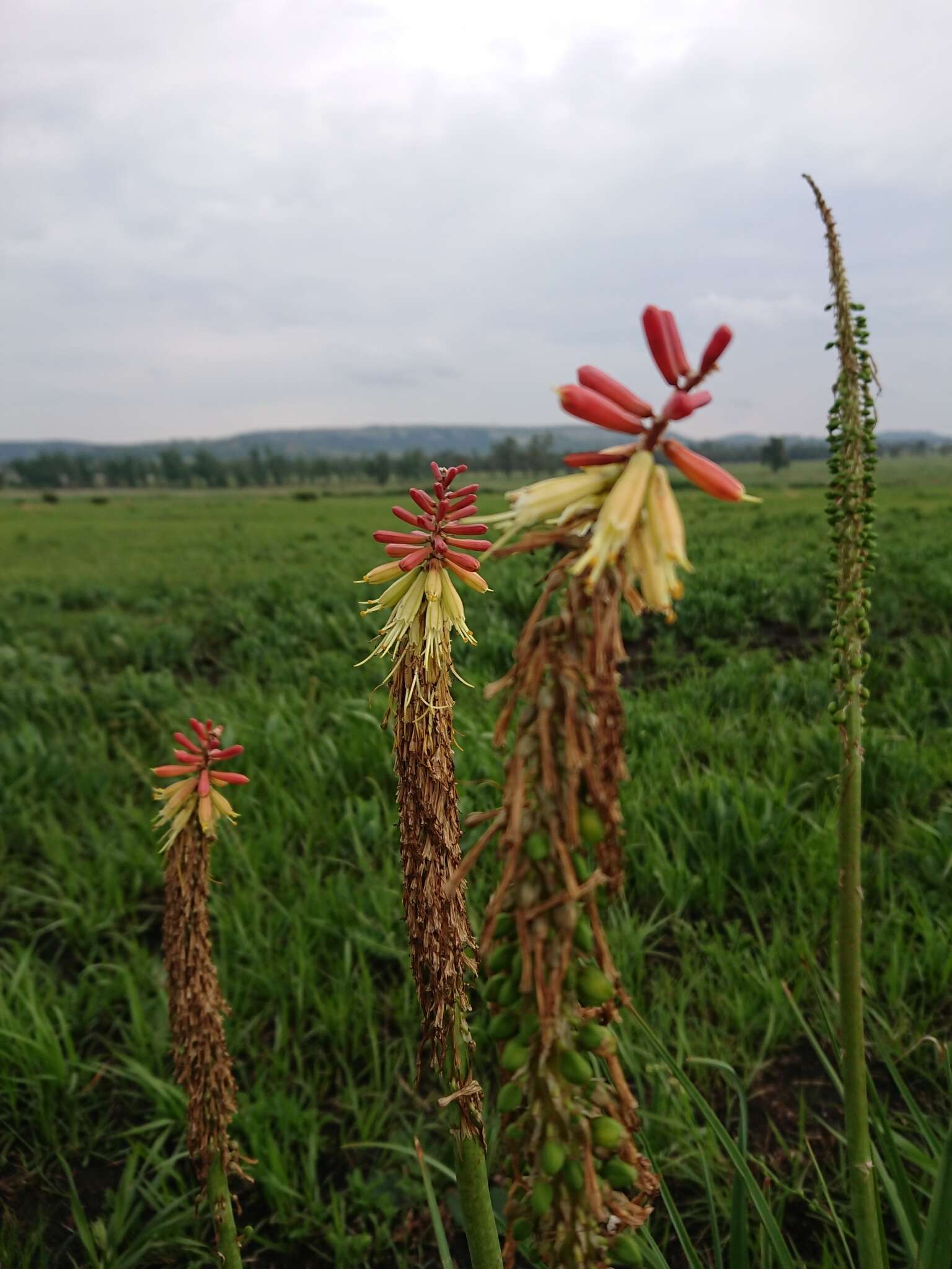 Image of Kniphofia ensifolia subsp. ensifolia