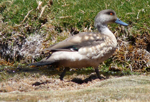 Image of Andean Crested Duck