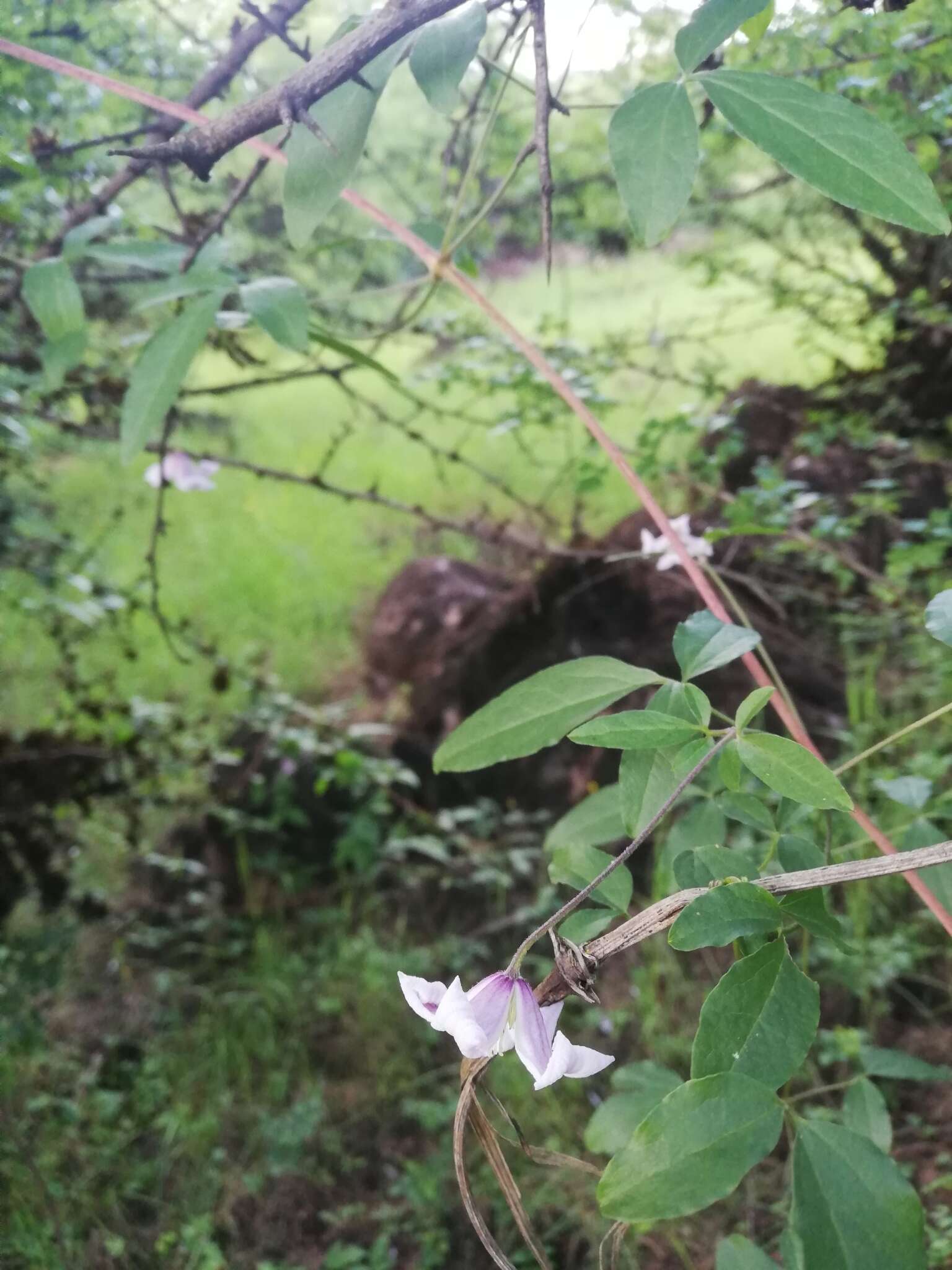 Image of bellflower clematis