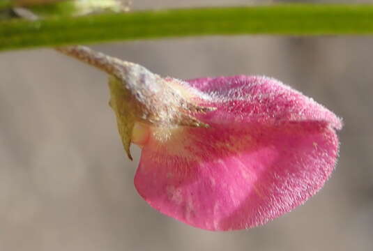 Image of <i>Tephrosia capensis</i> var. <i>angustifolia</i> E. Mey.