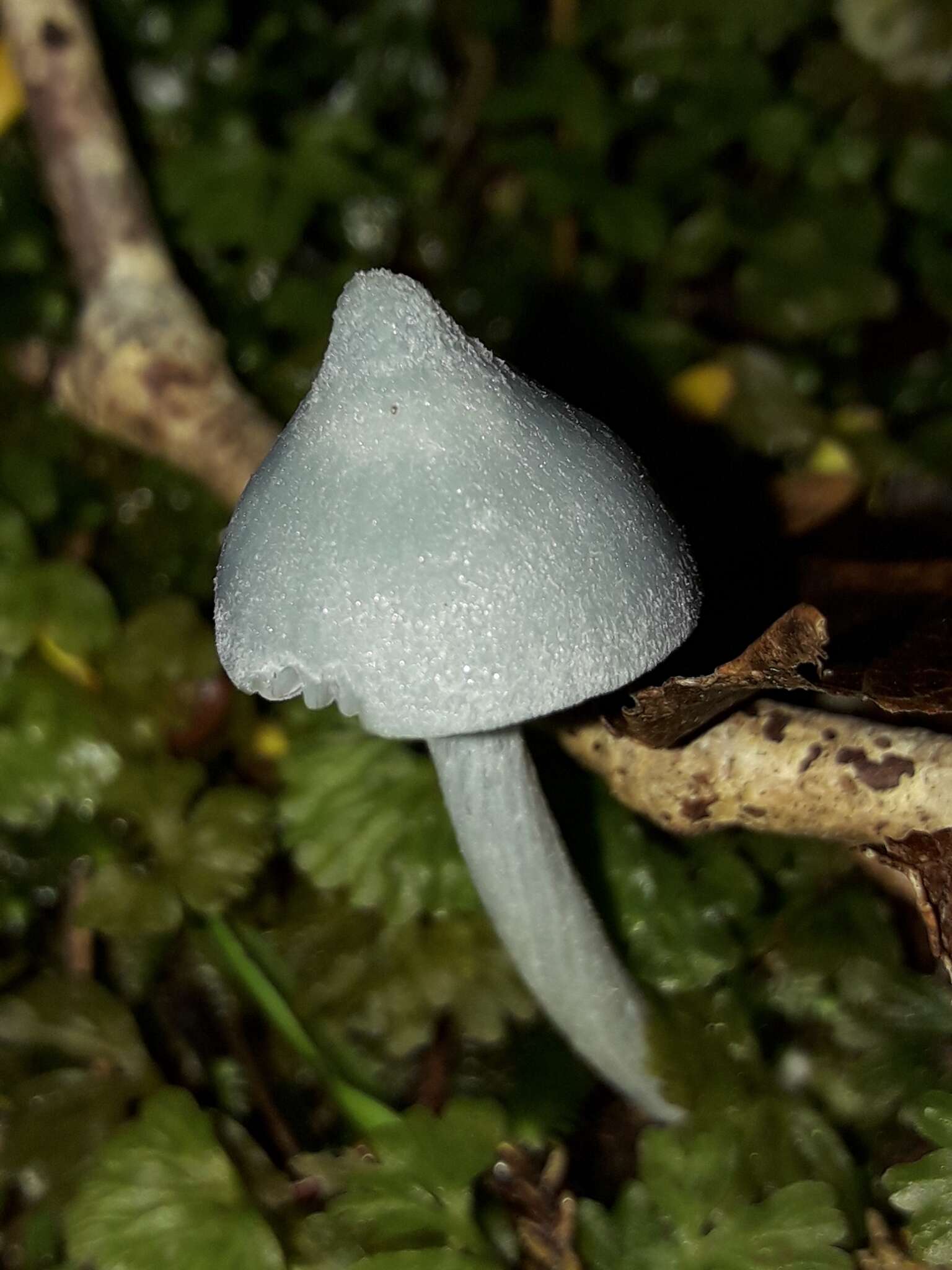 Image of Entoloma canoconicum E. Horak 1976