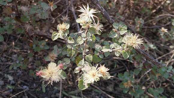 Brickellia veronicifolia (Kunth) A. Gray的圖片