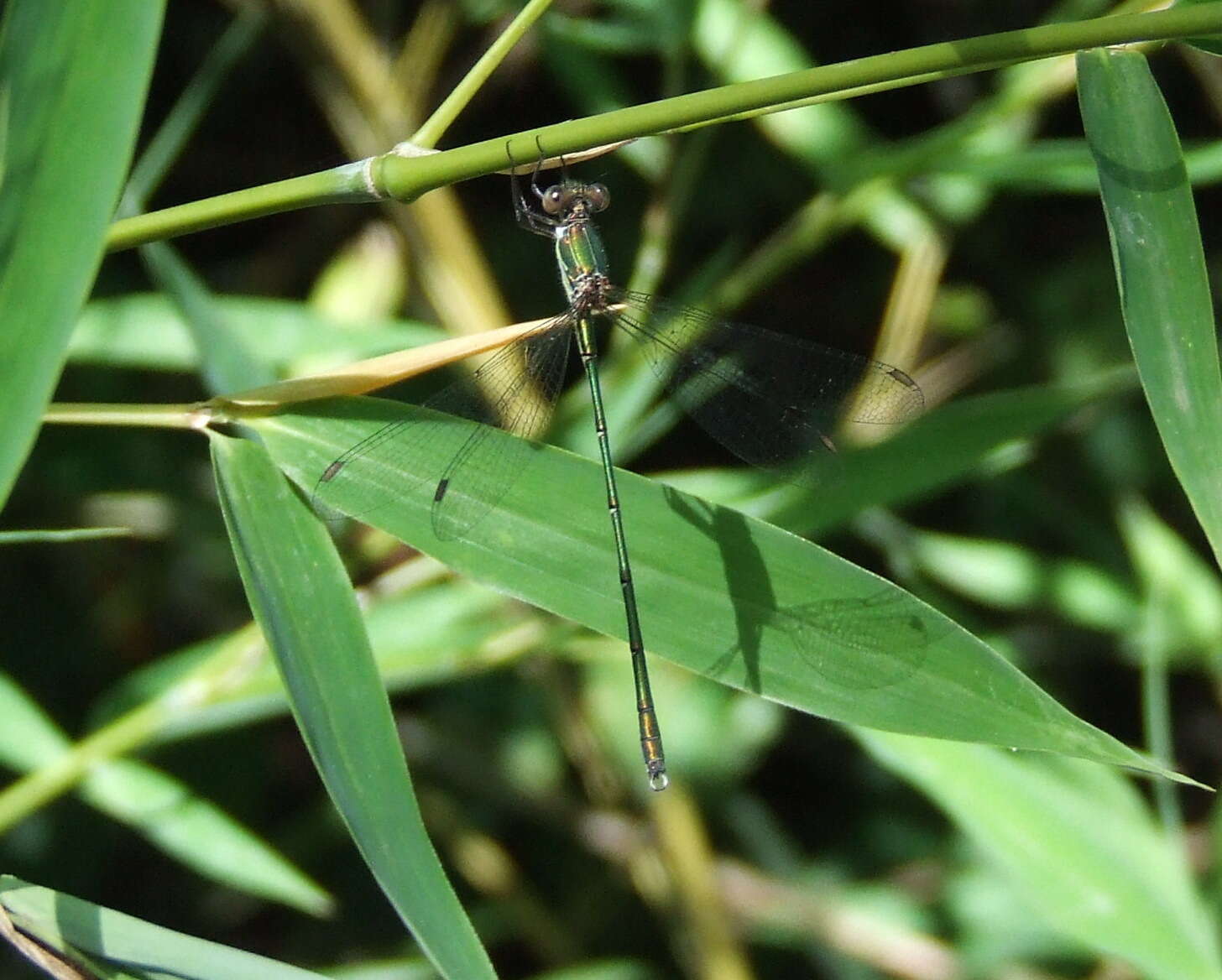 Image of Chalcolestes Kennedy 1920