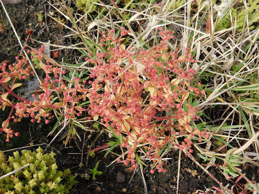 Image of Crassula strigosa L.