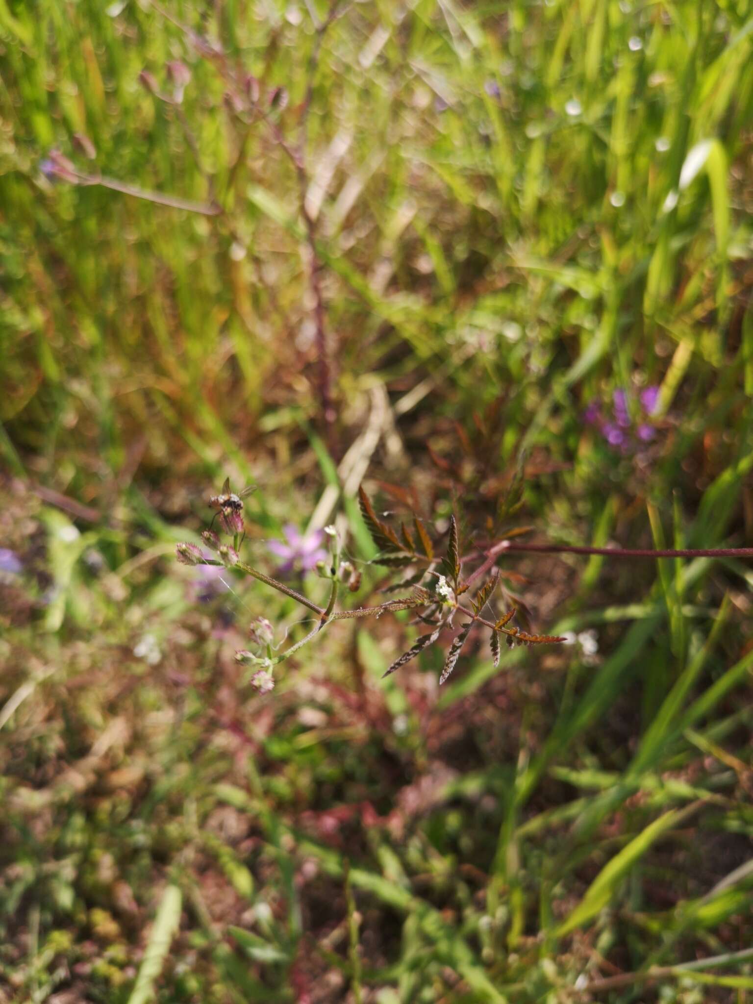 Image de Torilis scabra (Thunb.) DC.