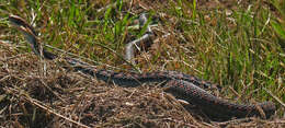 Image of Thamnophis sirtalis infernalis (Blainville 1835)