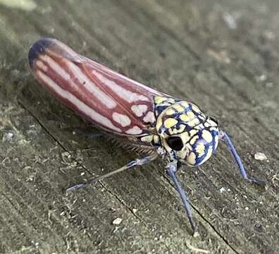 Image of Macugonalia spinolae (Signoret 1853)