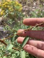 Indigofera sphaerocarpa A. Gray的圖片