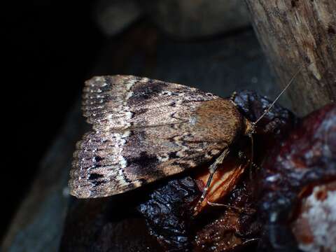 Image of copper underwing