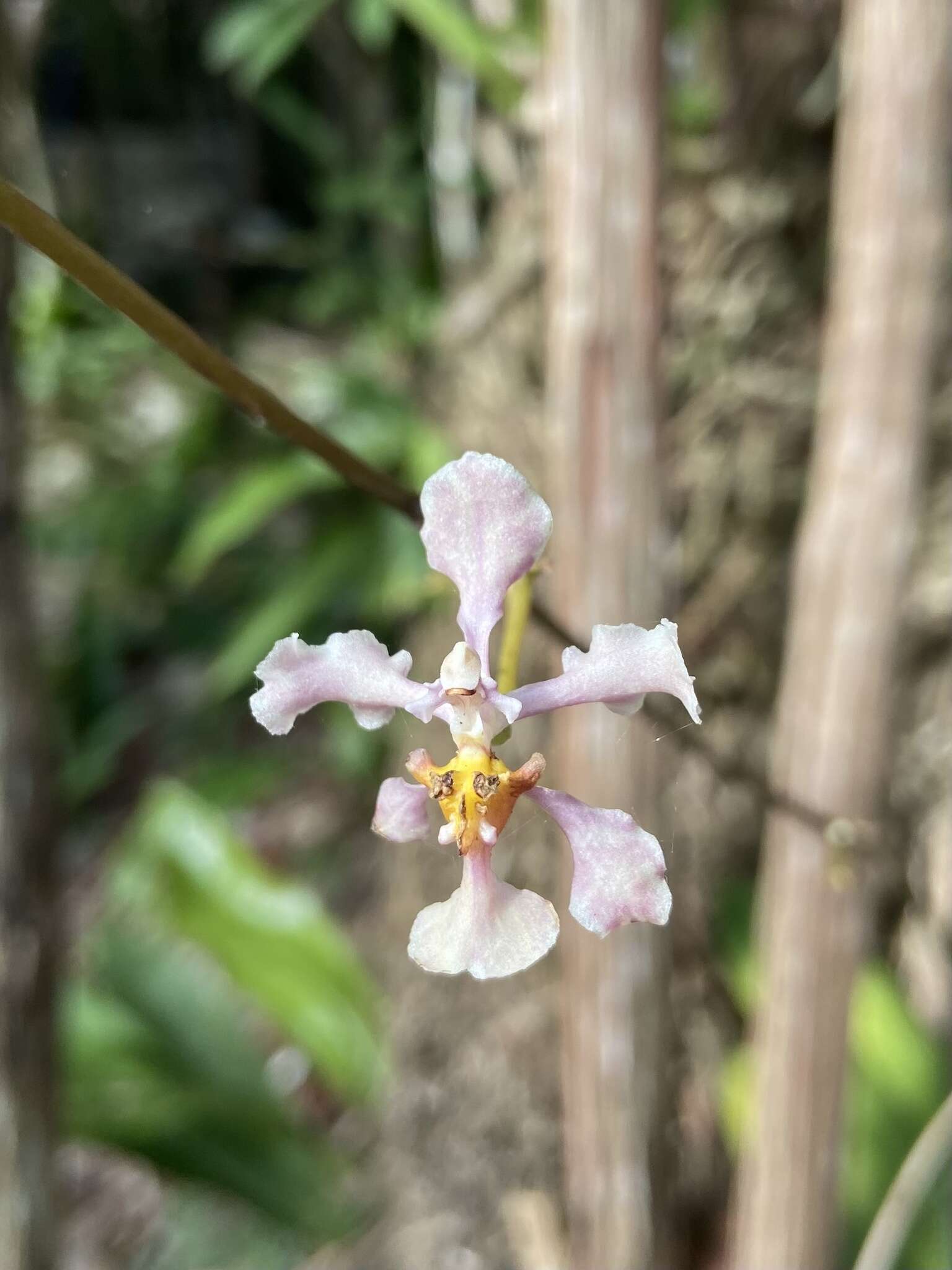 Plancia ëd Trichocentrum andrewsiae (R. Jiménez & Carnevali) R. Jiménez & Carnevali