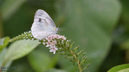 Image of Pieris melete Ménétriès 1857