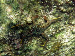 Image of flat rock crab