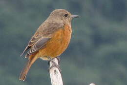 Image of Cape Rock Thrush