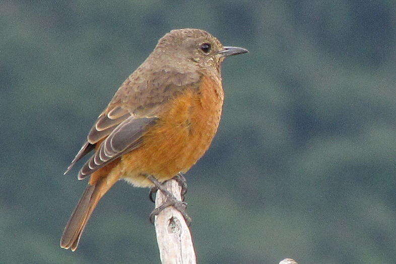 Image of Cape Rock Thrush