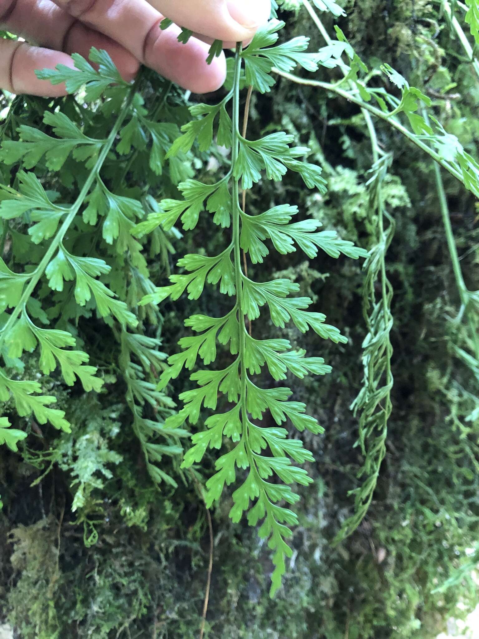 Image de Asplenium wilfordii Mett. ex Kuhn