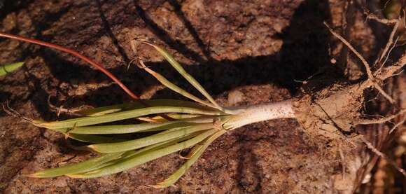 Image of Bulbine wiesei L. I. Hall