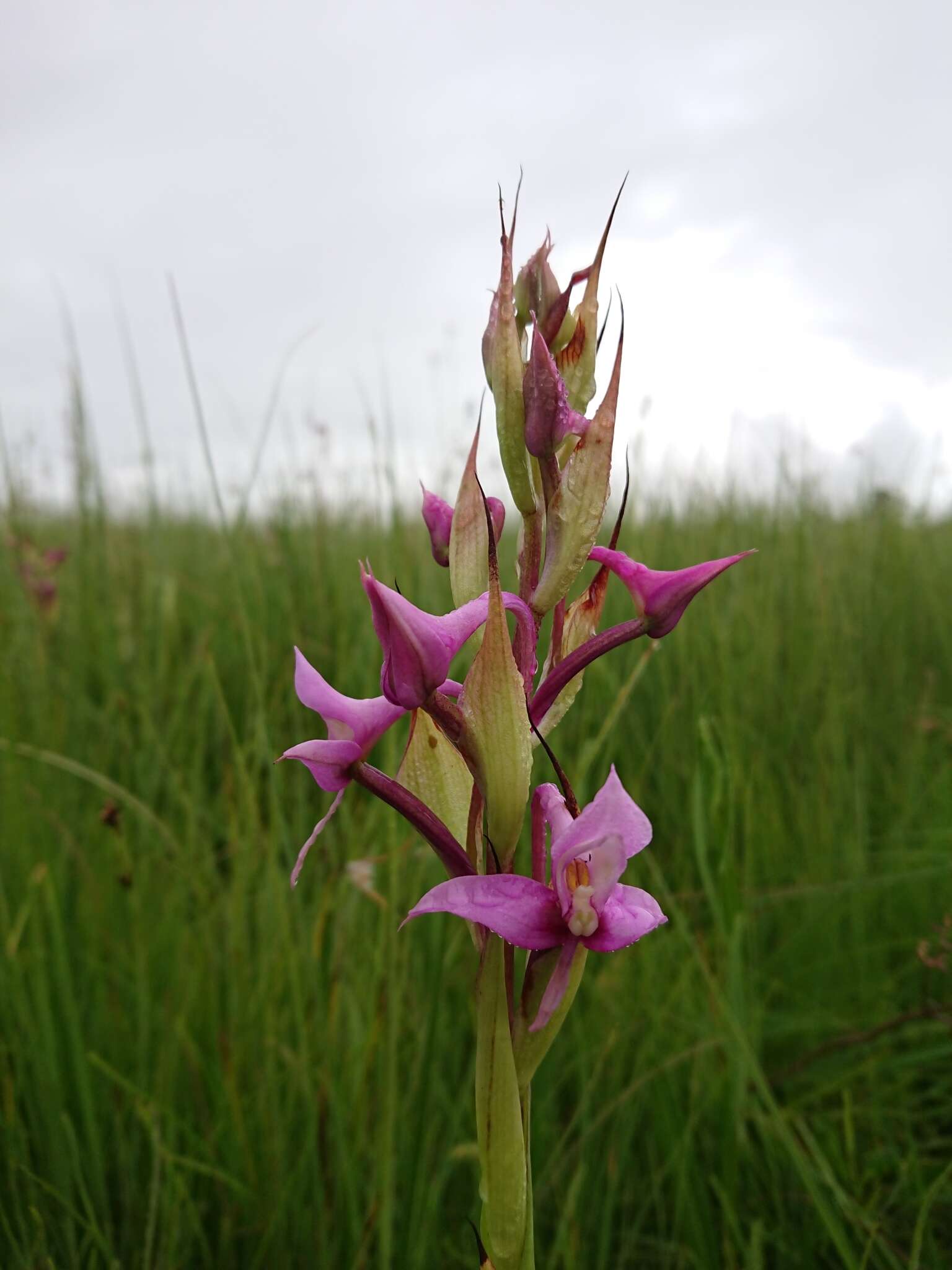 Image of Disa zuluensis Rolfe