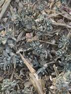 Image of Ball Saltbush