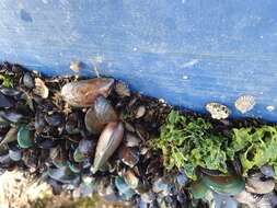 Image of Green mussel