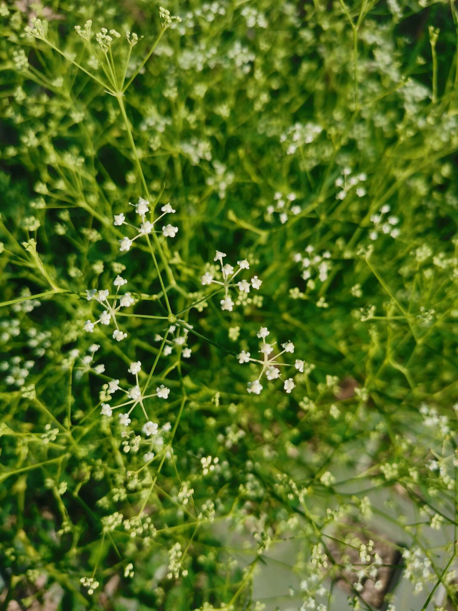 صورة Saposhnikovia divaricata (Turcz.) Schischk.