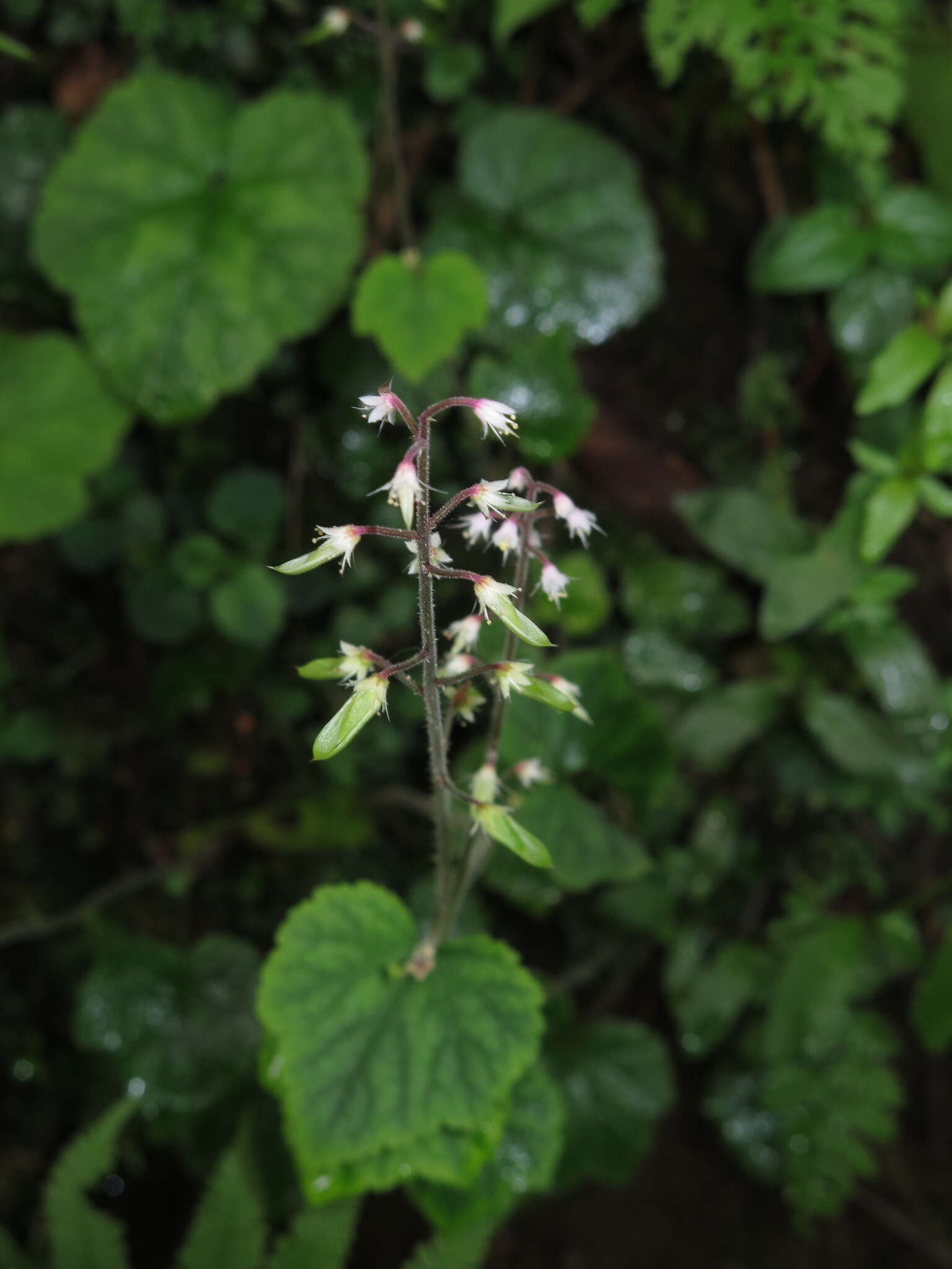 Image of Tiarella polyphylla D. Don