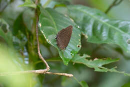 Image of Arhopala aedias (Hewitson 1862)