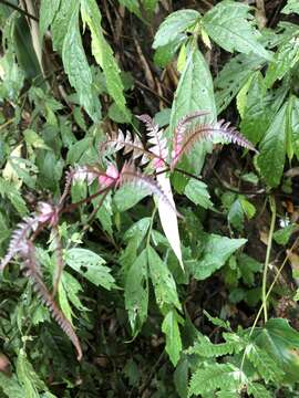 Imagem de Pteris aspericaulis Wall. ex Ag.