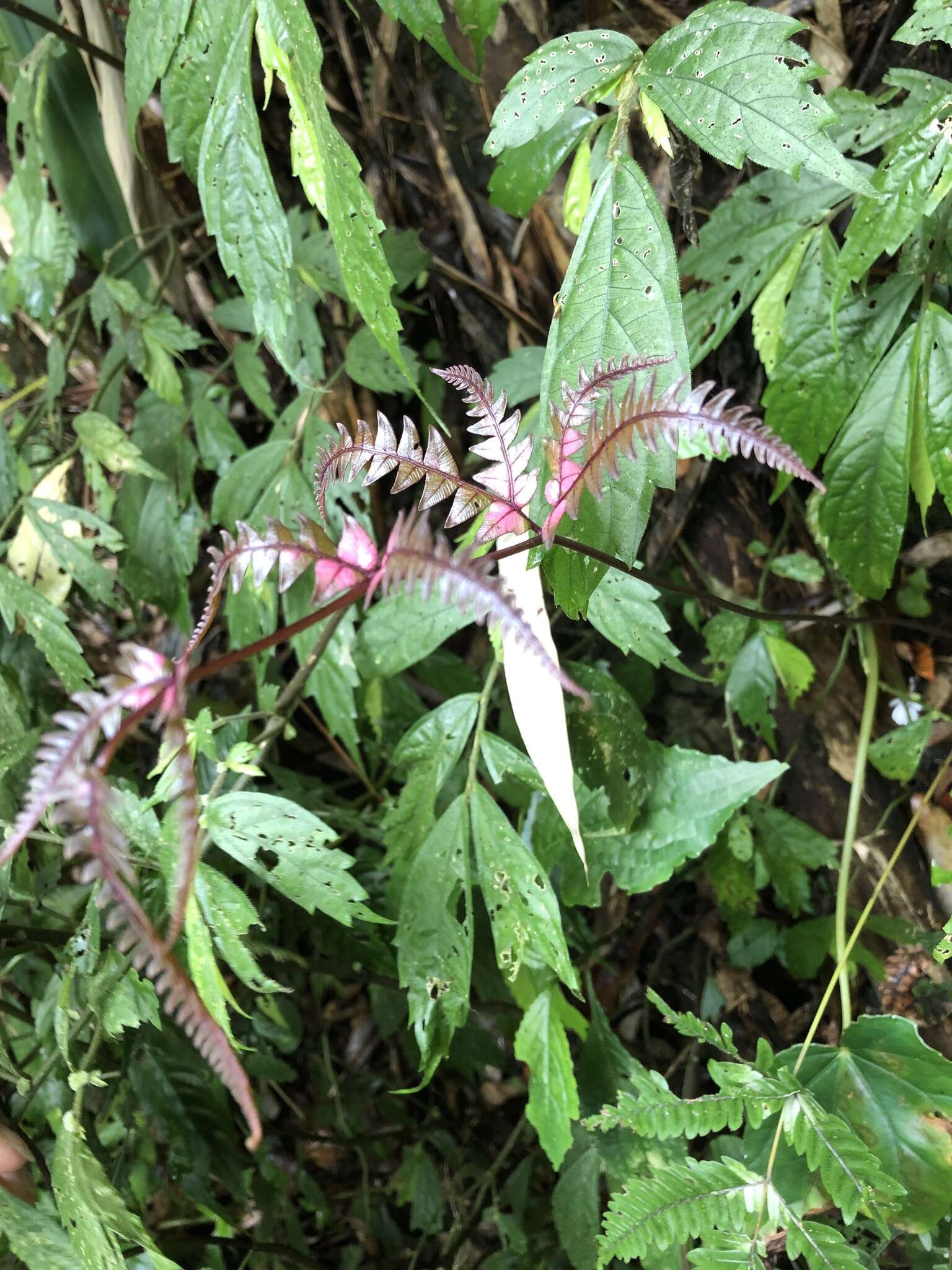 Imagem de Pteris aspericaulis Wall. ex Ag.