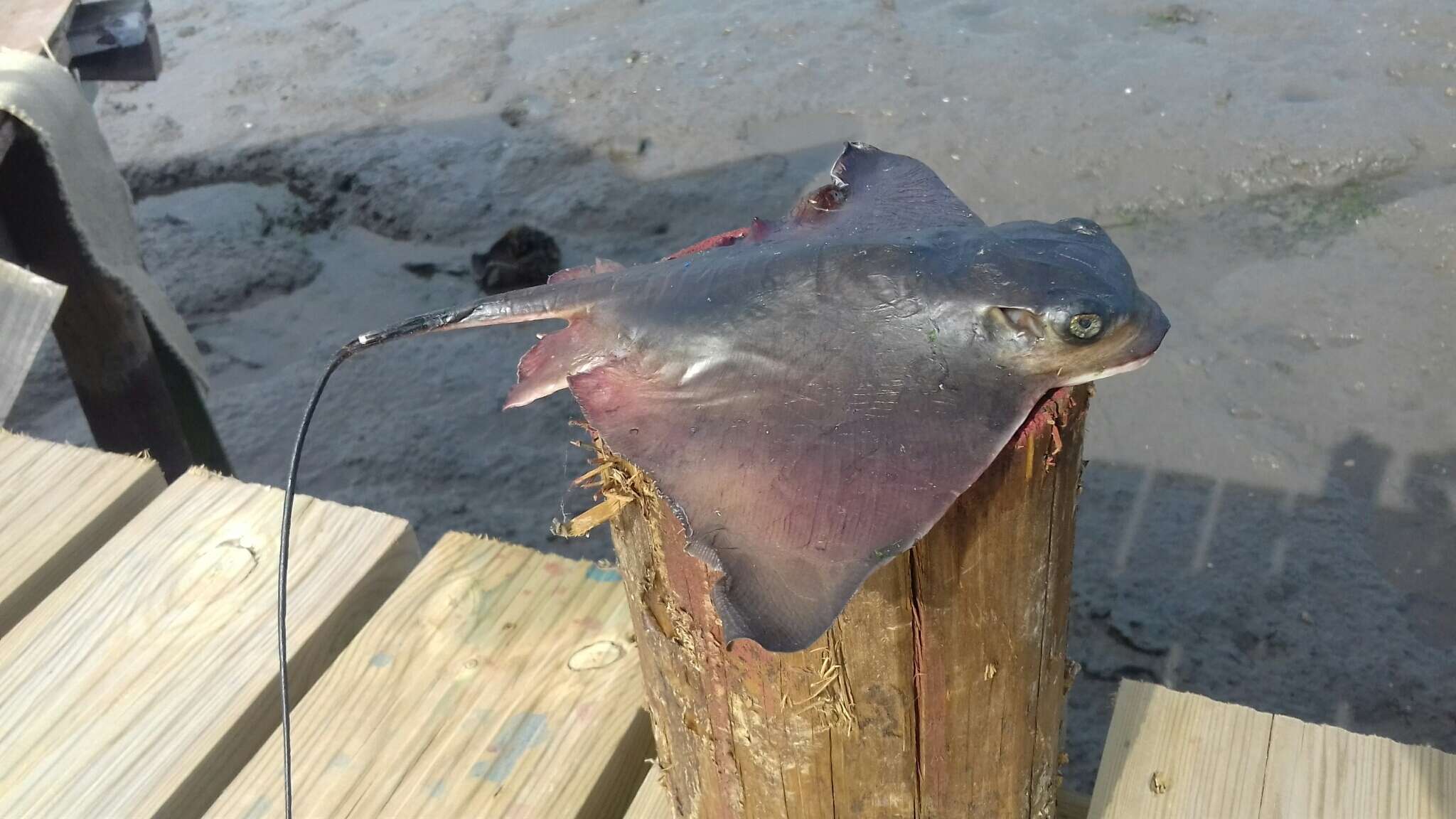 Image of Common Eagle Ray