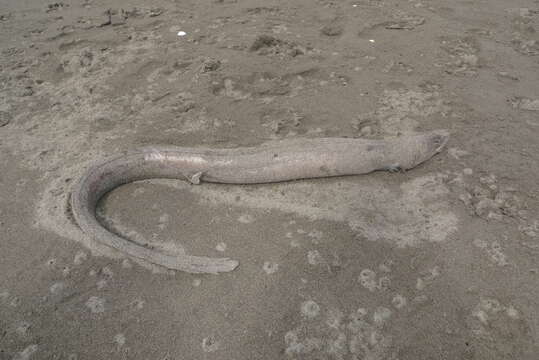 Image of Common conger-eel
