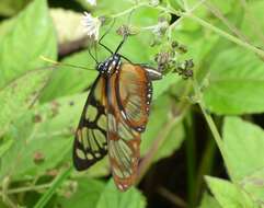 Imagem de Eutresis hypereia Doubleday (1847)