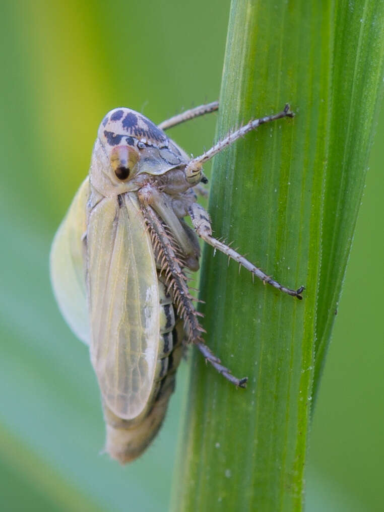 Plancia ëd Handianus (Pycnoides) flavovarius Herrich-Schaeffer 1835