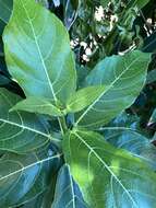 Image of Ficus cumingii Miq.