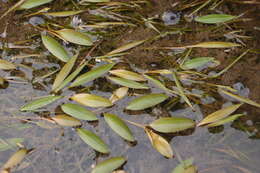 Image of Potamogeton octandrus Poir.