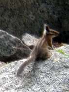 Image of Long-eared Chipmunk