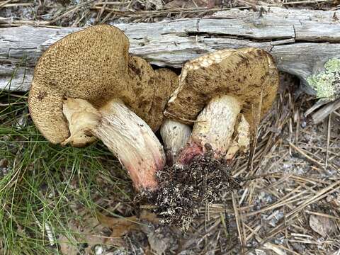 Image of Retiboletus vinaceipes B. Ortiz, Lodge & T. J. Baroni 2007