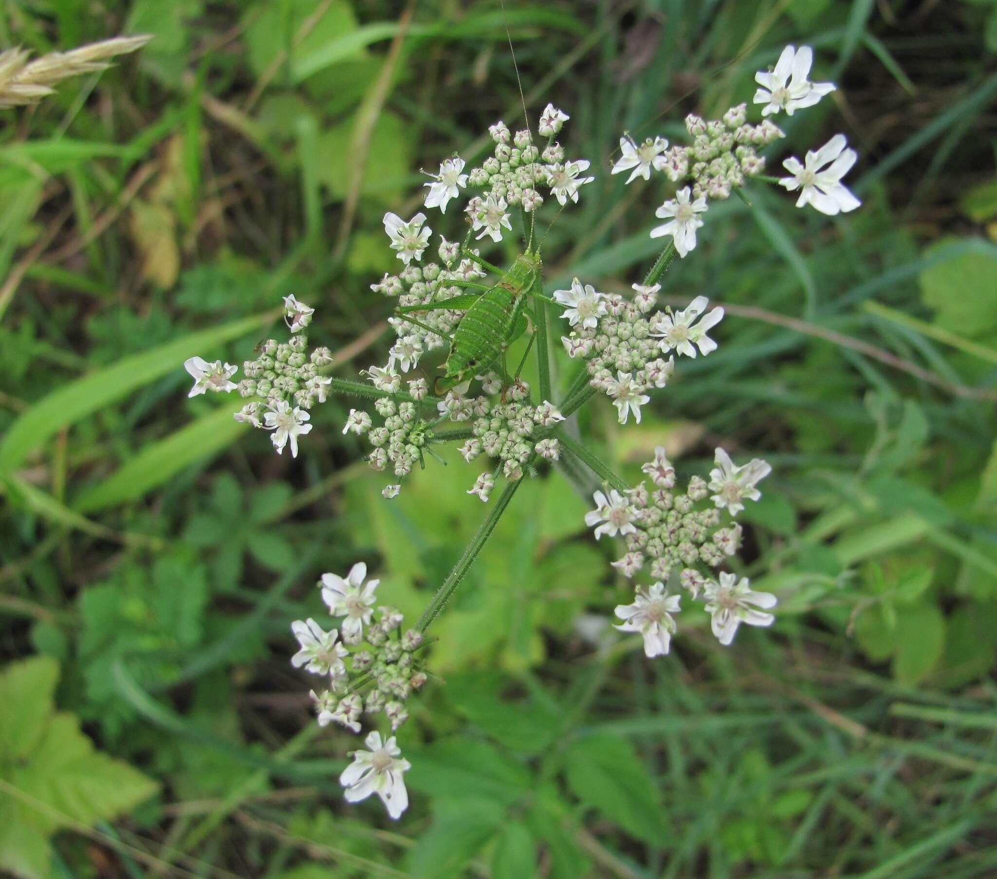 Heracleum chorodanum (Hoffm.) DC.的圖片