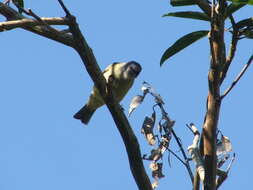 Image of Yellow-winged Tanager