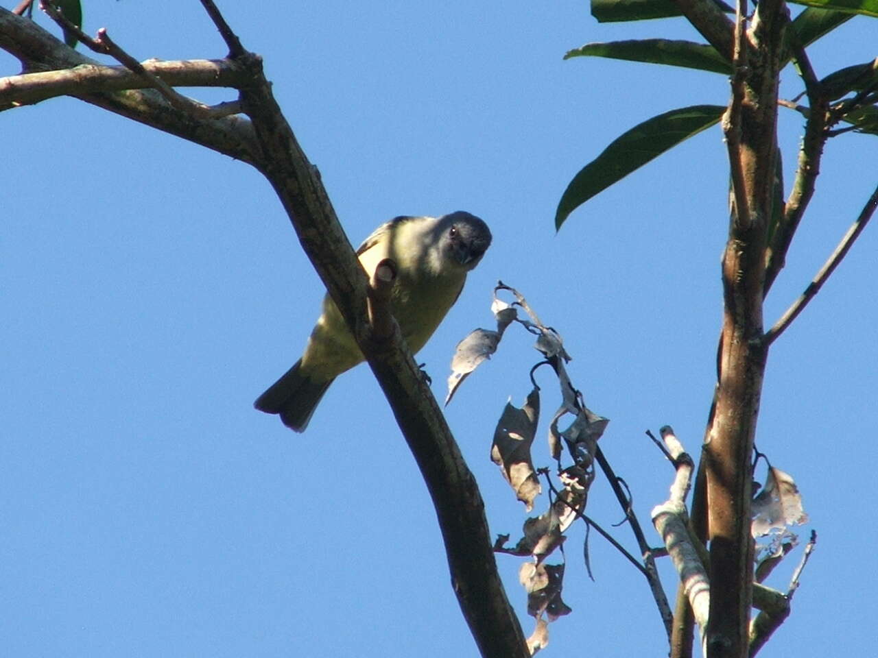 Image of Yellow-winged Tanager