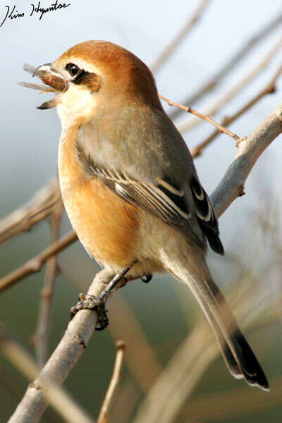 Image of Bull-headed Shrike