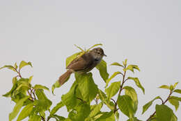 Image of Manchurian Bush Warbler