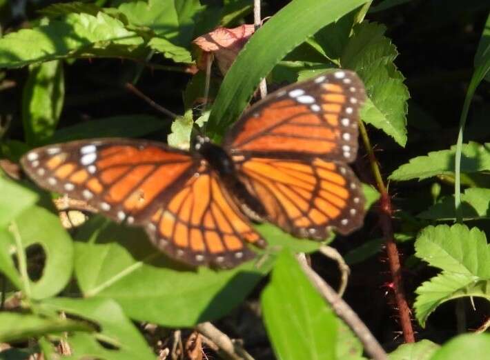 Limenitis archippus watsoni Dos Passos 1938的圖片